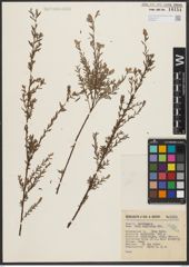 Foto von Salix taxifolia Kunth
